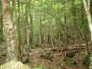 20100526_111518007