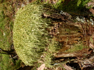 20100414_110028016