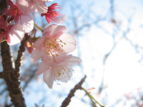 下西風澄 撮影 初春の寒桜