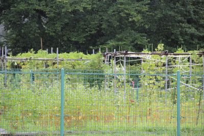 野菜3