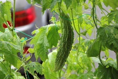 野菜2