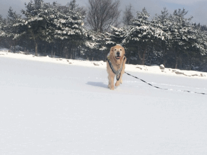 anigif