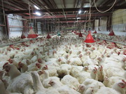 1−出荷直前の鶏群