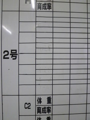 テープ(拡大)