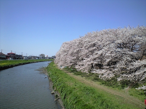 4月12日北越谷元荒川5