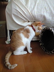 ハートねこ 琥珀.4