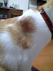 ハートねこ 琥珀.3