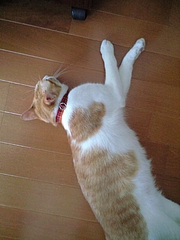 ハートねこ 琥珀.1