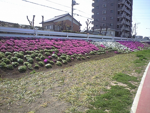 4月12日北越谷元荒川3