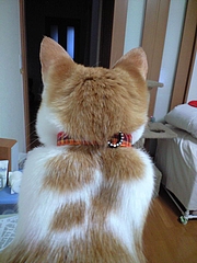 琥珀の背中