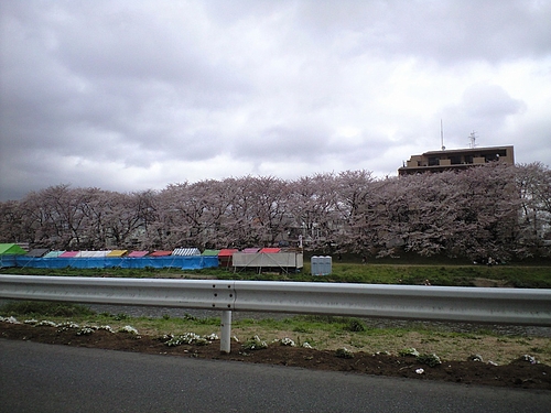 4月9日北越谷元荒川
