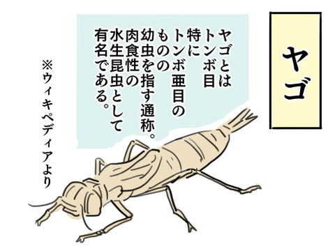 ヤゴ6
