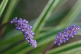 紫の花1