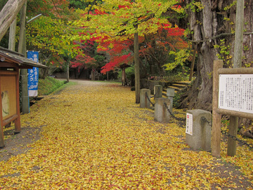ginko2