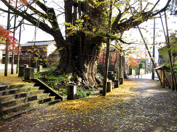 ginko4