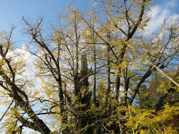 ginko3
