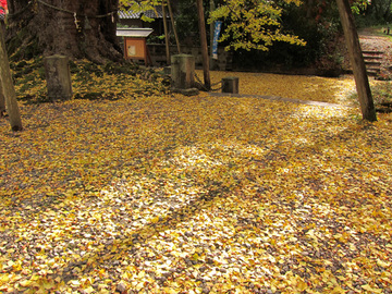 ginko1