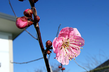 梅