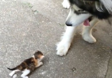 ニャー