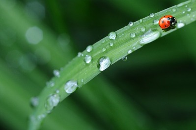 ladybug-drop-of-water-rain-leaf-40731-2