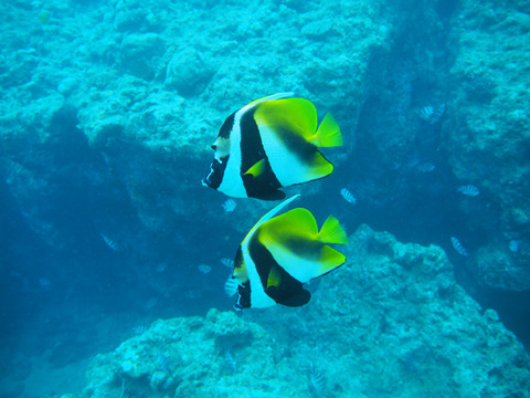 P6300033
