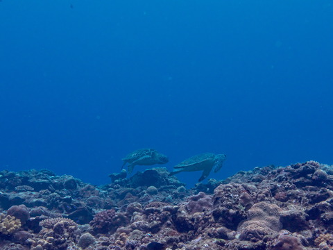 P6300158-1