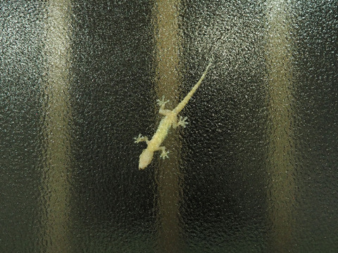 P5290002