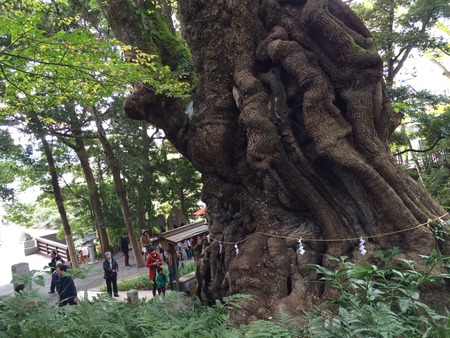 写真 2014-11-16 10 21 26