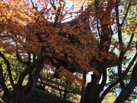 写真 2014-11-15 11 43 27