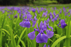kakitubata-iwami24