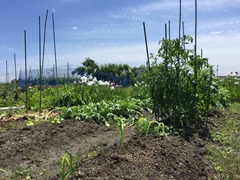 IMG_0517