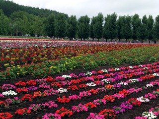 ファーム冨田花畑06