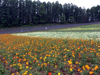 ファーム冨田花畑09