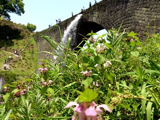 通潤橋と花6