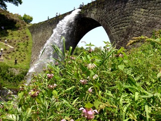通潤橋と花4
