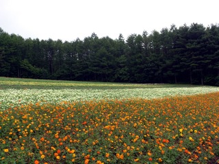 ファーム冨田花畑08
