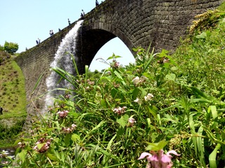 通潤橋と花5