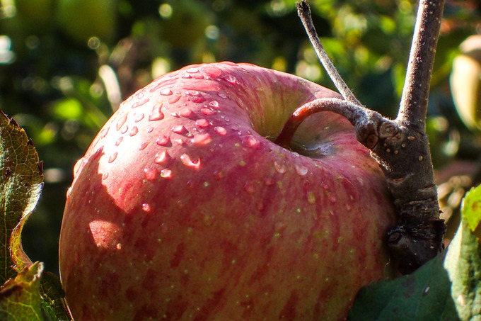 apple7