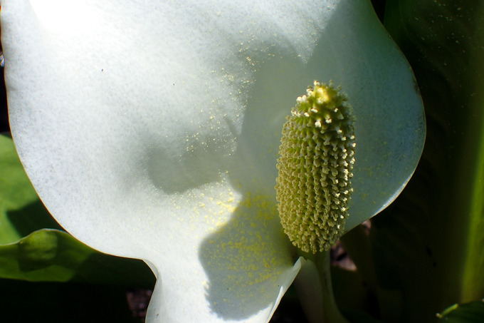 P4240147