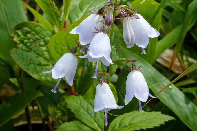 shirobanahakusanshagin
