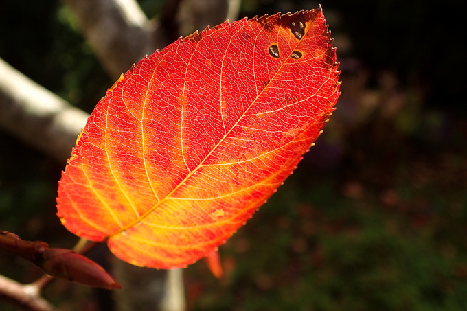 juneberry1