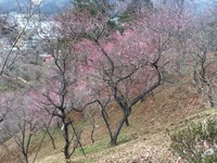 吉野梅郷2012