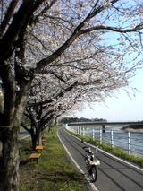 sakura02