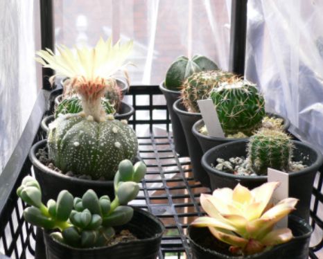 �����餤����