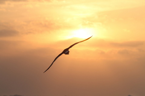 夕日に向かうカモメ