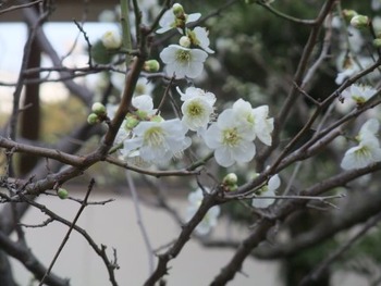 DSCF4460a