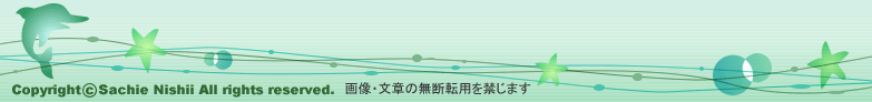 Copyright©Sachie Nishii All rights reserved. 画像・文章の無断転用を禁じます