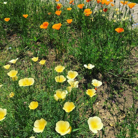 2017-05-23-12-43-23