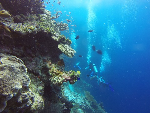 scuba-diving-1300849_960_720