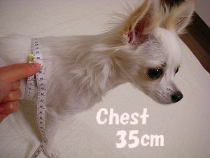 Chest